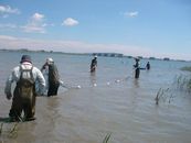 魚類調査（サーフネット）